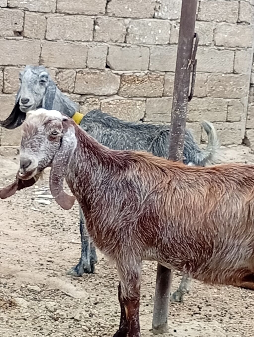 Saf qan damazlıq f5 deyilen helebin şami cinsidi öz heyetimin — Kənd təsərrüfatı heyvanları, Digah (2)