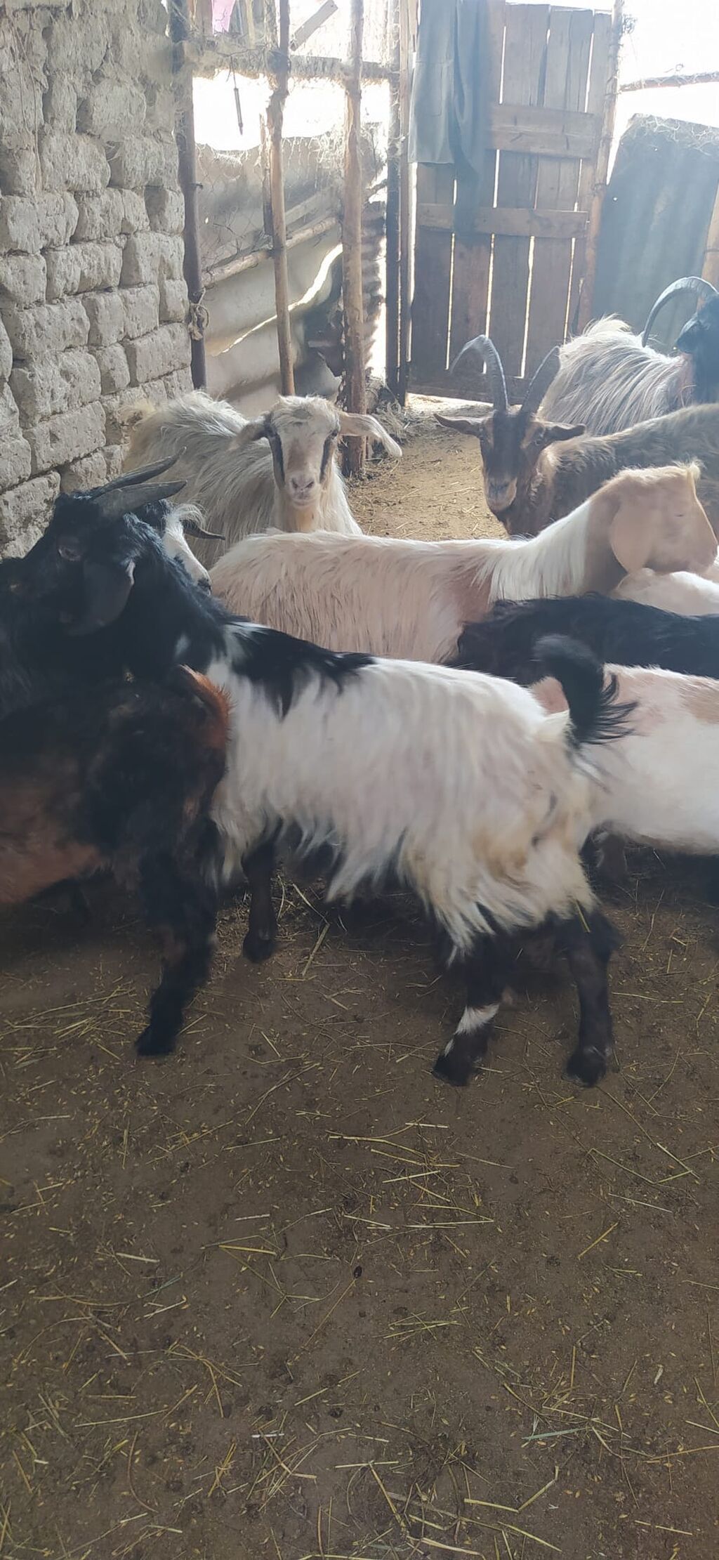 Məhsul: Kəpiş sürüsü Təsvir: - 28 baş kəpiş, dişi və ərkək — Kənd təsərrüfatı heyvanları, Şəki (2)