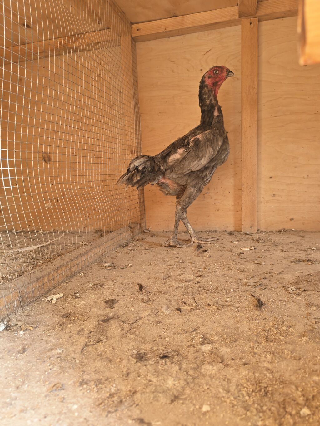 Xoruz, Heyratı, il: 2, Ödənişli çatdırılma — Toyuq və xoruz, Horadiz (8)