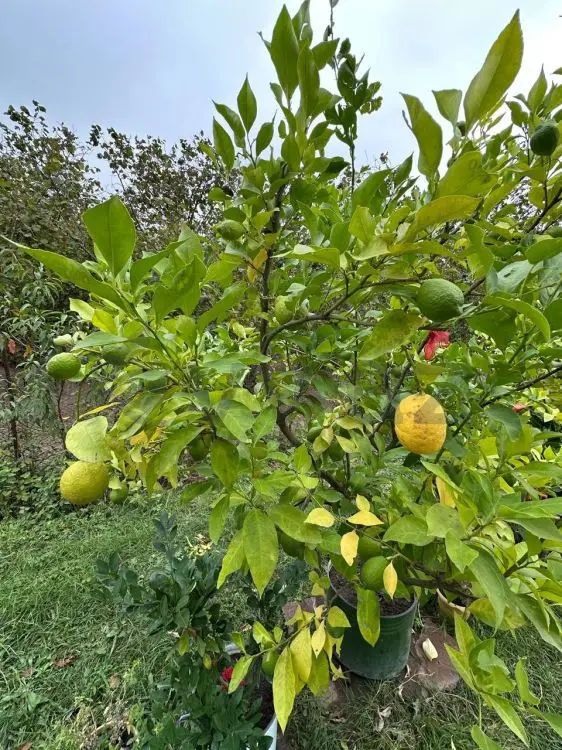 60 sot Torpaq Satılır, Qəbələ — Torpaq, Qəbələ (2)