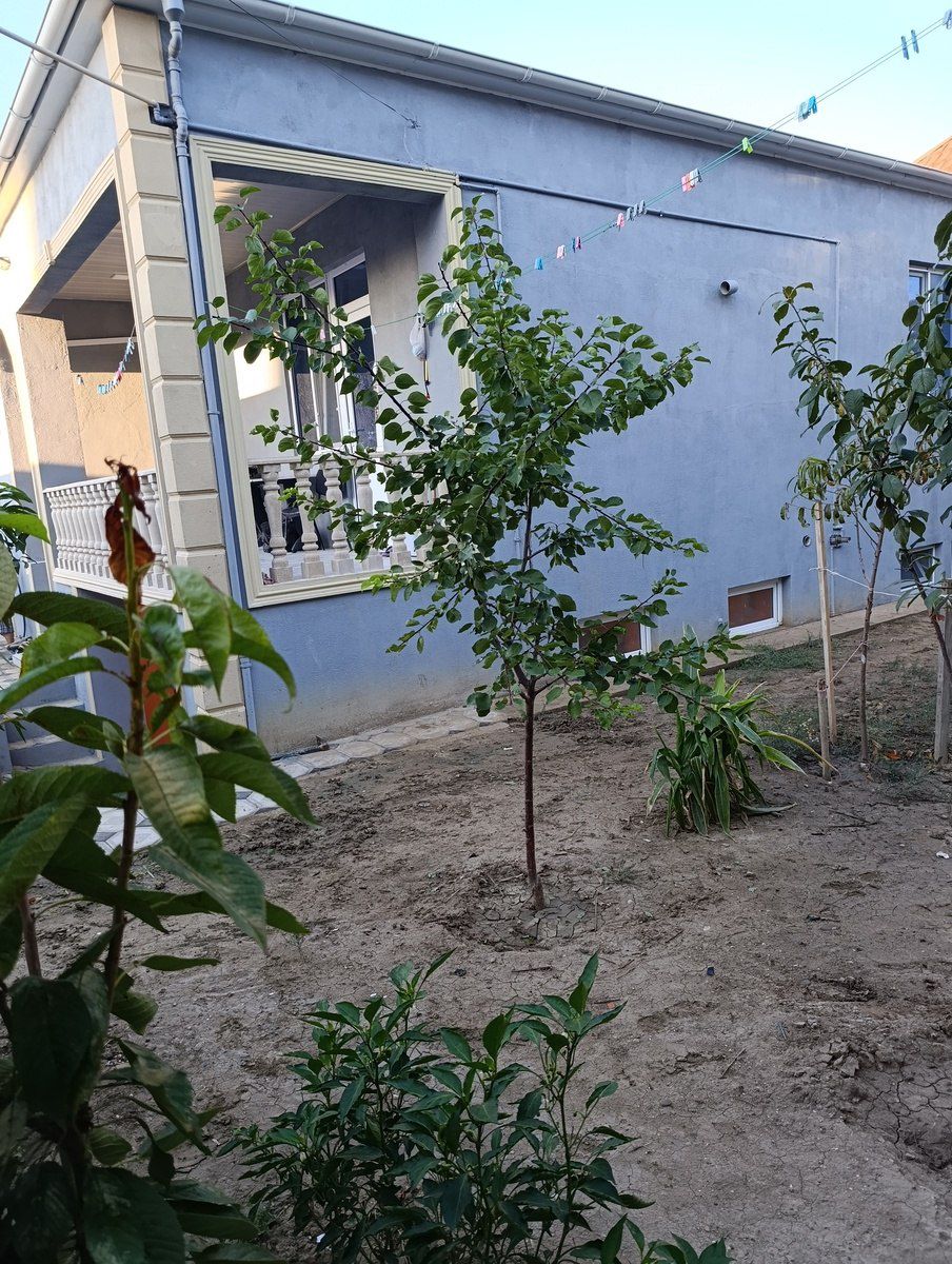 Satılır 4 otaqlı həyət evi/bağ evi 123 m² — Ev, villa, Bakı (2)