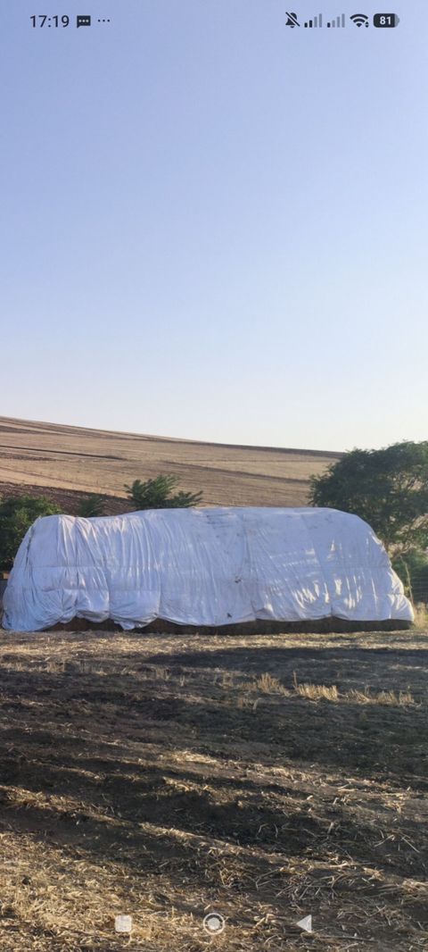 Qarisiq ot presidi noxud sahesi xesdelik tutub yandi hamsin ot — Cəlilabad