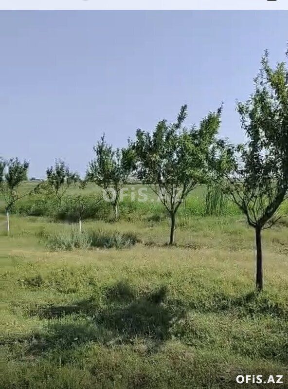 Satılır Salyan, Salyan da, Ferma satılır, 10 otaq, 1000 m² — Ofis, Salyan (6)