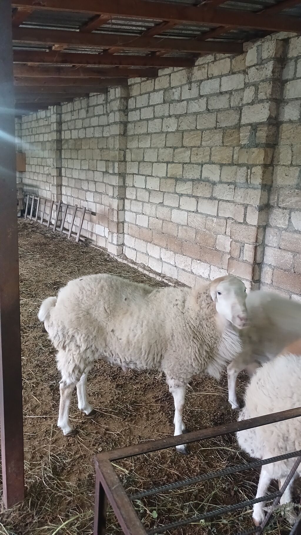 2 illik erkek qaradolaq sortu satilir, saglam heyvandi, real alici — Kənd təsərrüfatı heyvanları, Quba (2)