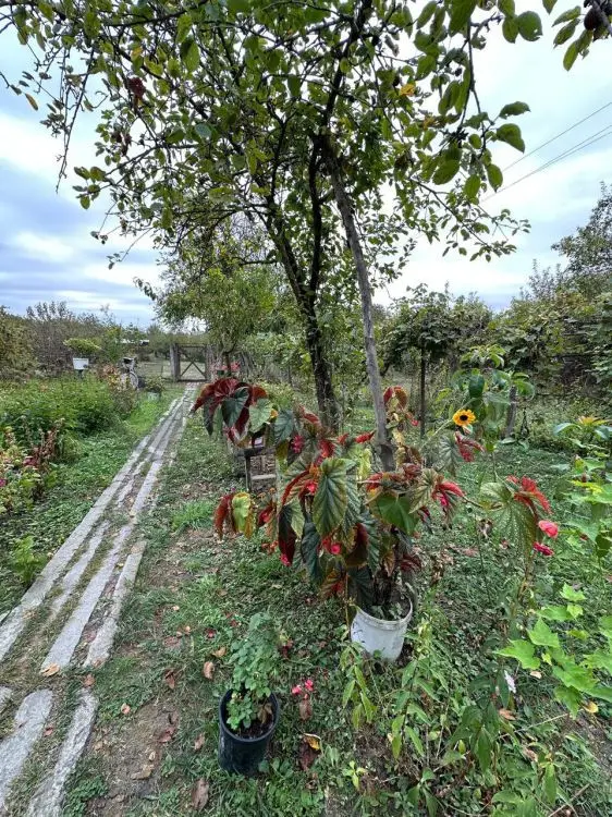 60 sot Torpaq Satılır, Qəbələ — Torpaq, Qəbələ (4)