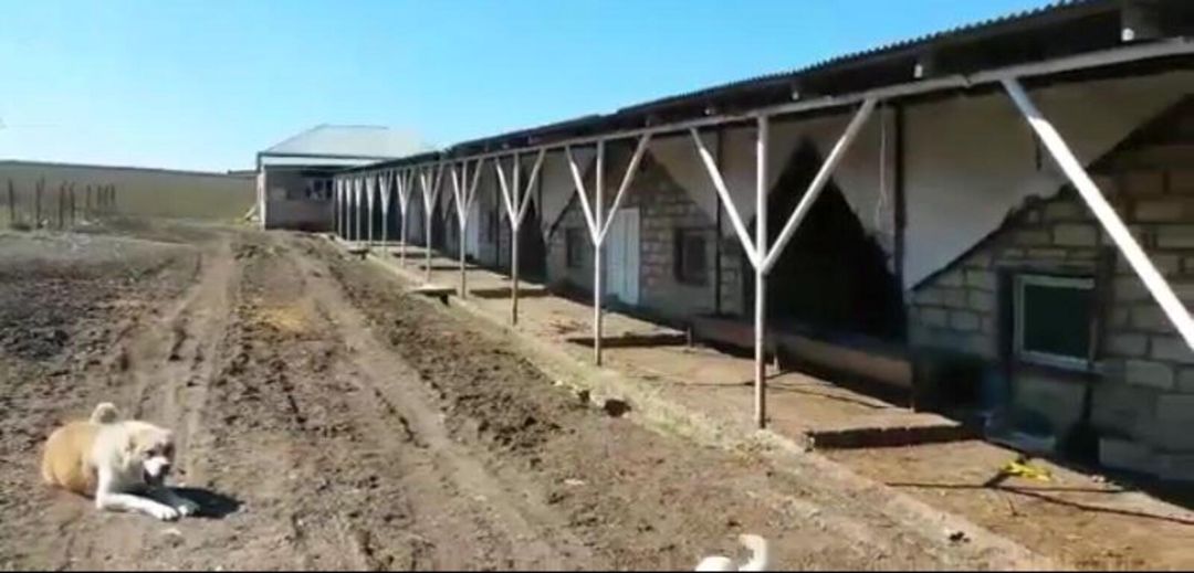 Satılır torpaq 5 sot — Torpaq, Şamaxı (8)