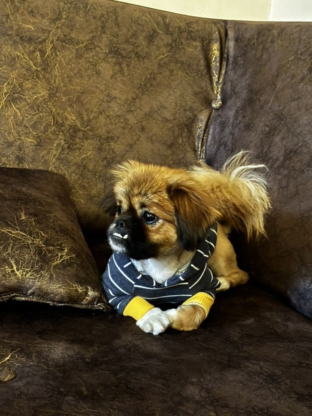 Pekines, Erkək — Köpəklər, Şəmkir (3)