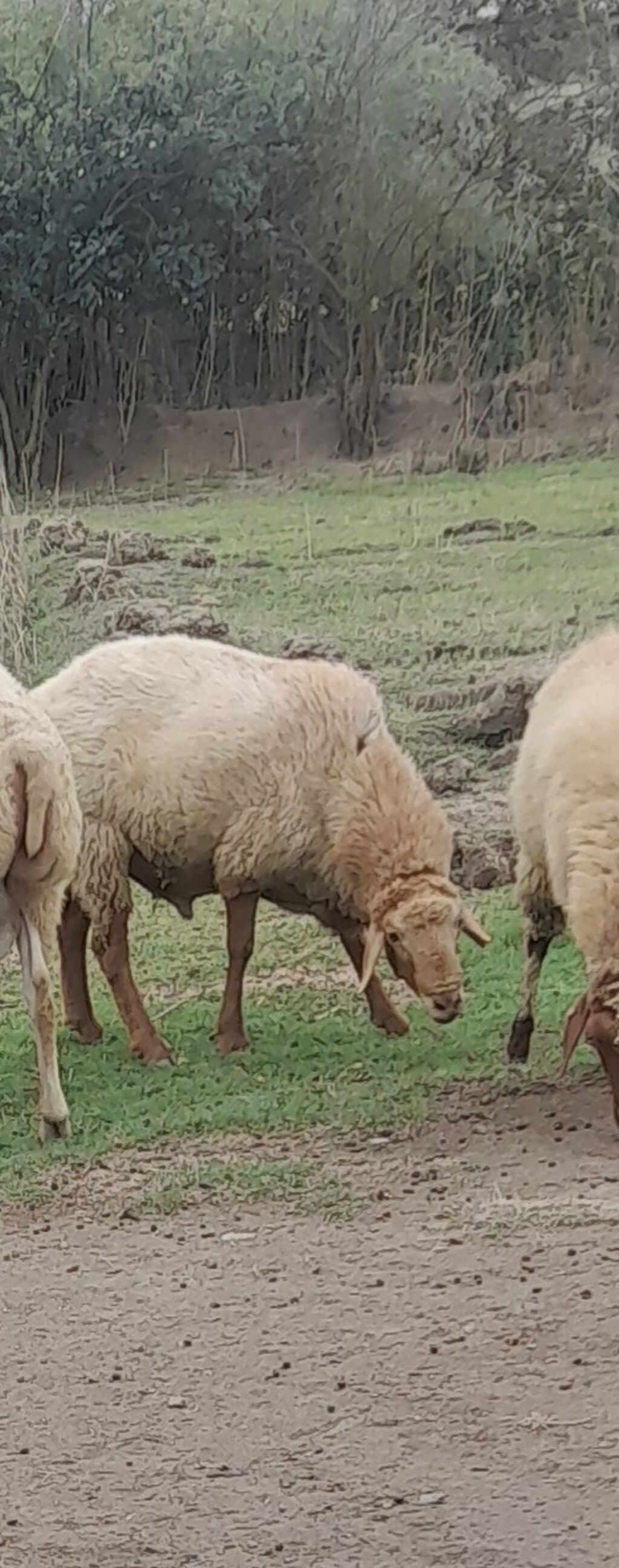 Diri cekisi 60kq olan damazliq .ceki ile 17manatdan — Kənd təsərrüfatı heyvanları, Salyan (2)