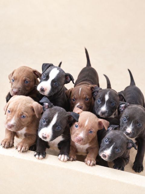 Pitbul, 1 ay, Ünvandan götürmə — Digah
