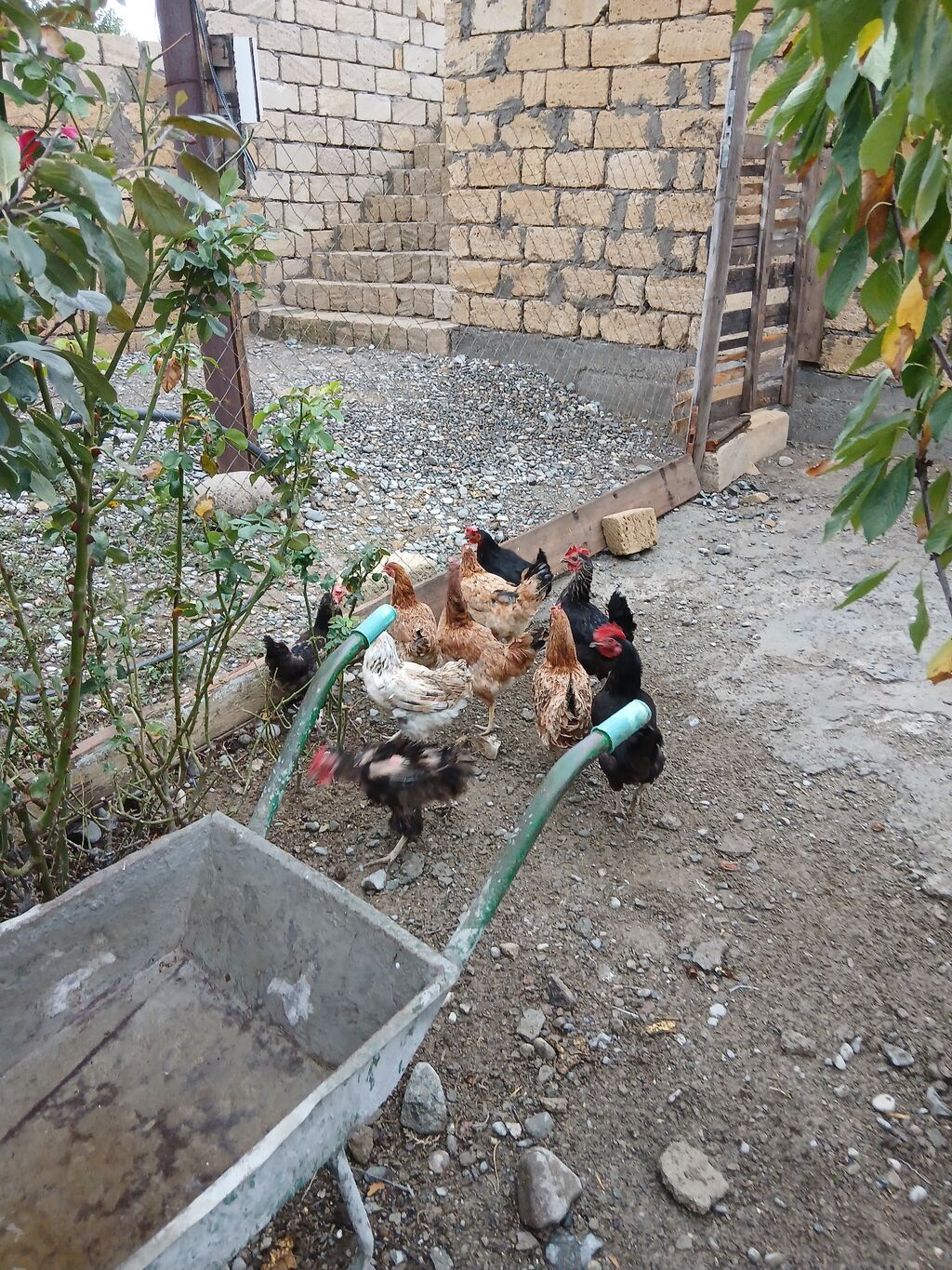 Toyuq, Damazlıq — Toyuq və xoruz, Sumqayıt (3)