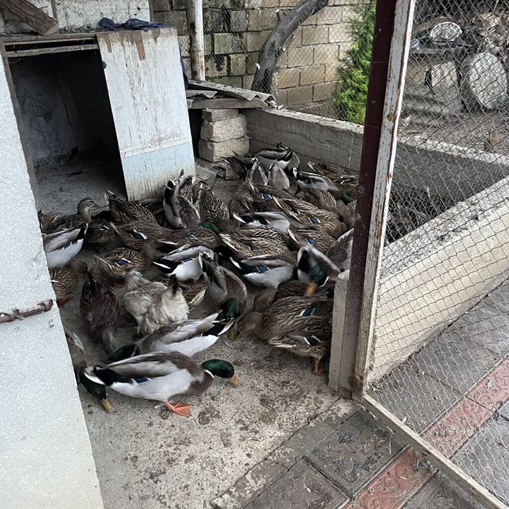 Malard (yaşılbaş) ördəklər sürüsü - Növ: Mallard/yaşılbaş ördək — Digərləri, Masallı (2)