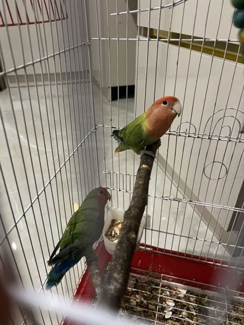 Məhsul: Ağquyruq sevgiquşları (lovebird) cütü və qəfəsi — Bakı