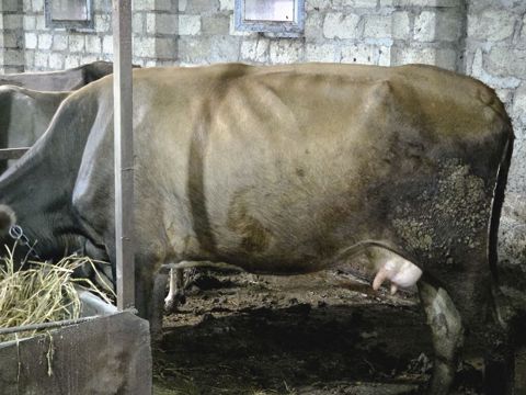 Südük yani erkek balali inek satilir.3.4 lt südü olur.yani erkek — Gəncə