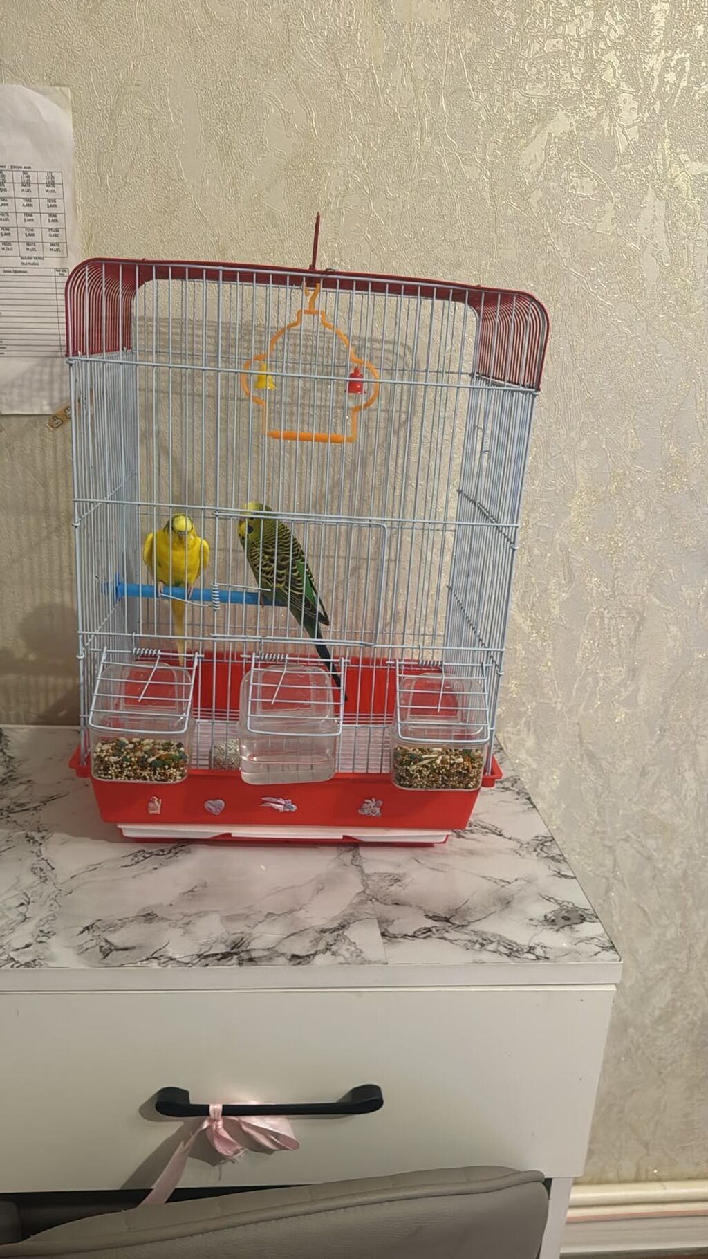 Endirim olacaq.Dalmatin və kanareyka deyil, dalğalı tutuquşu dəsti — Qəfəslər, Bakı (3)