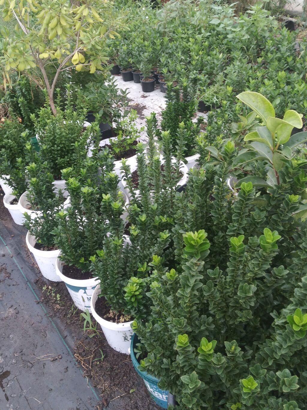 Bitki: Euonymus japonicus (Hirpak, həmişəyaşıl euonimus) Formalar — Bitkilər, Digah (2)
