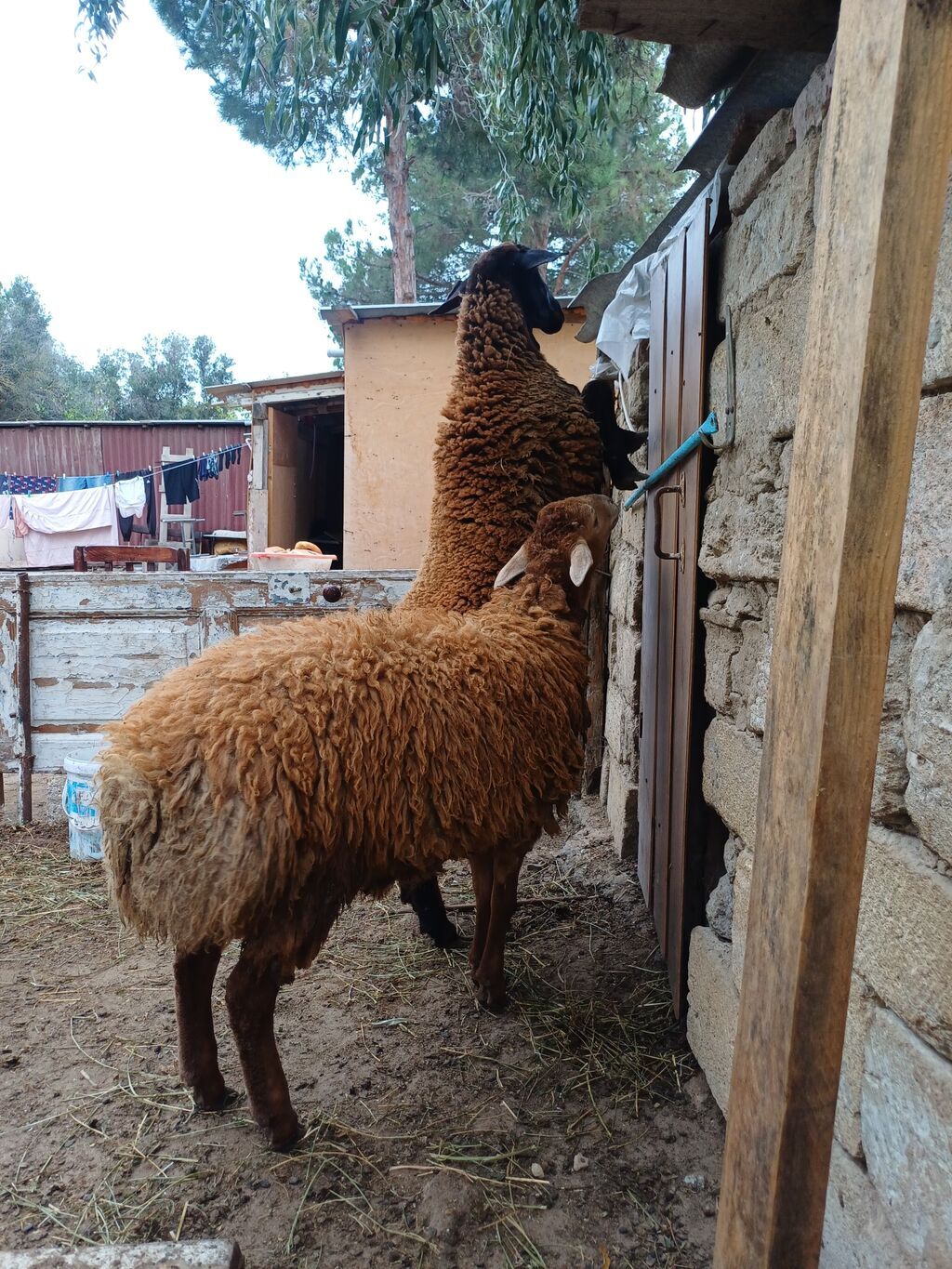 Erkək, il: 1, 45 kq, Damazlıq, Ödənişli çatdırılma — Kənd təsərrüfatı heyvanları, Digah (5)