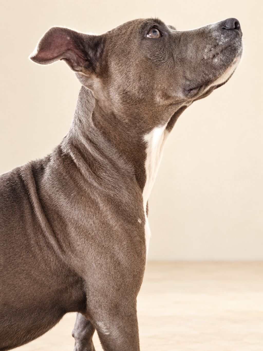 Pitbul, 1 ay, Ünvandan götürmə — Köpəklər, Digah (3)
