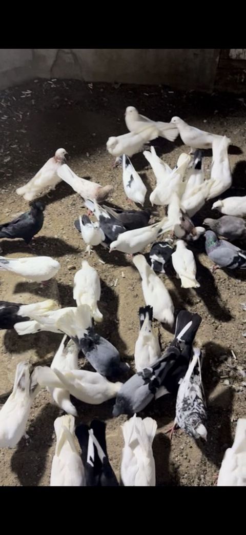 Heyvanlar hamsı tək tək 10 15 20 manata verilən quşdardı kom şəkildə — Digah