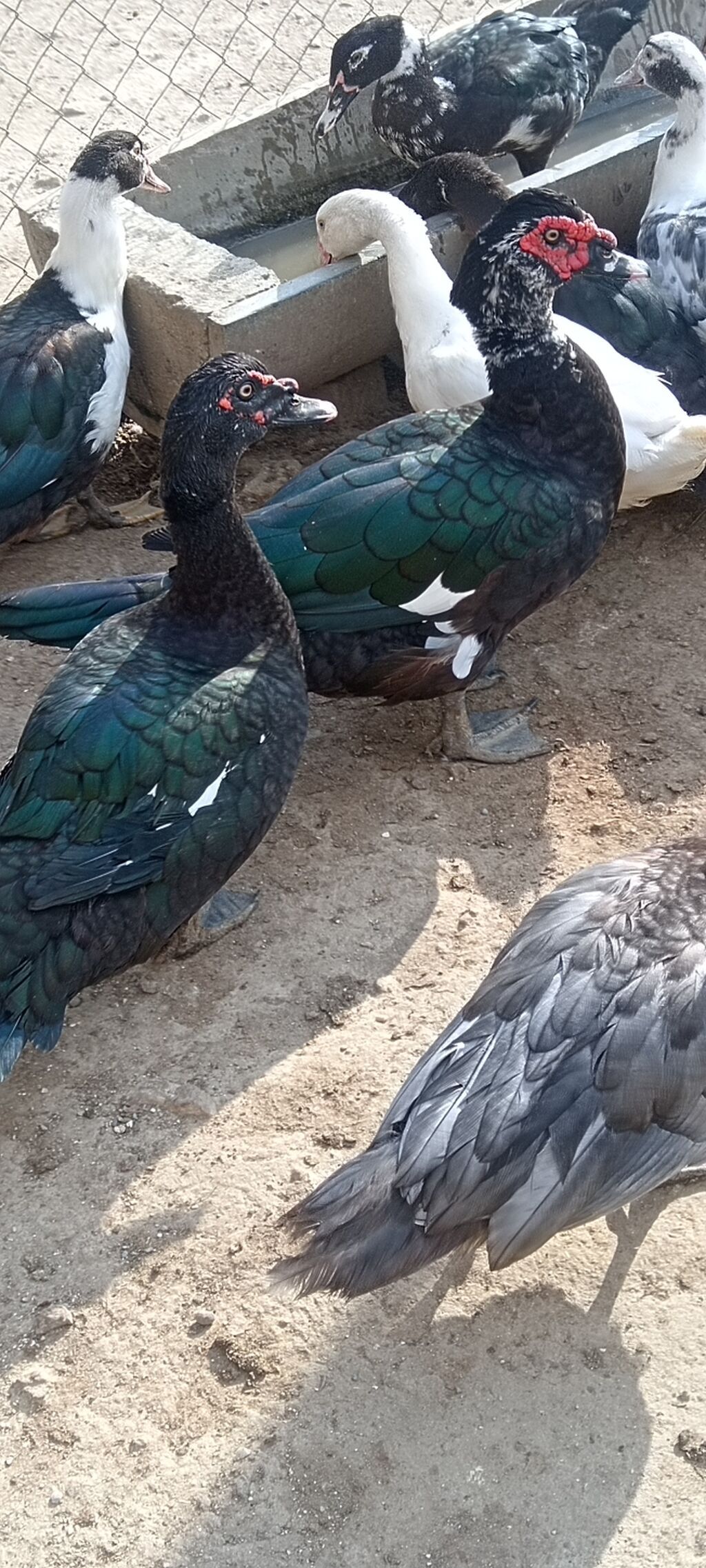 Lal cins ördeylerdi her qiymete var 20 başlayır 60 qeder — Digərləri, Digah (5)