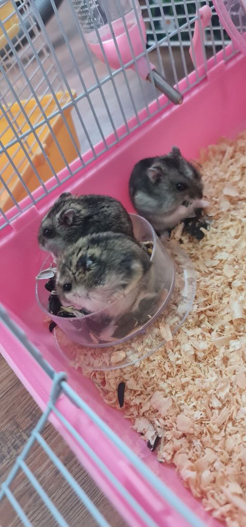 Cırtdan hamsterlər və tam avadanlıqlı qəfəs dəsti 2 qəfəs böyük və — Xırdalan