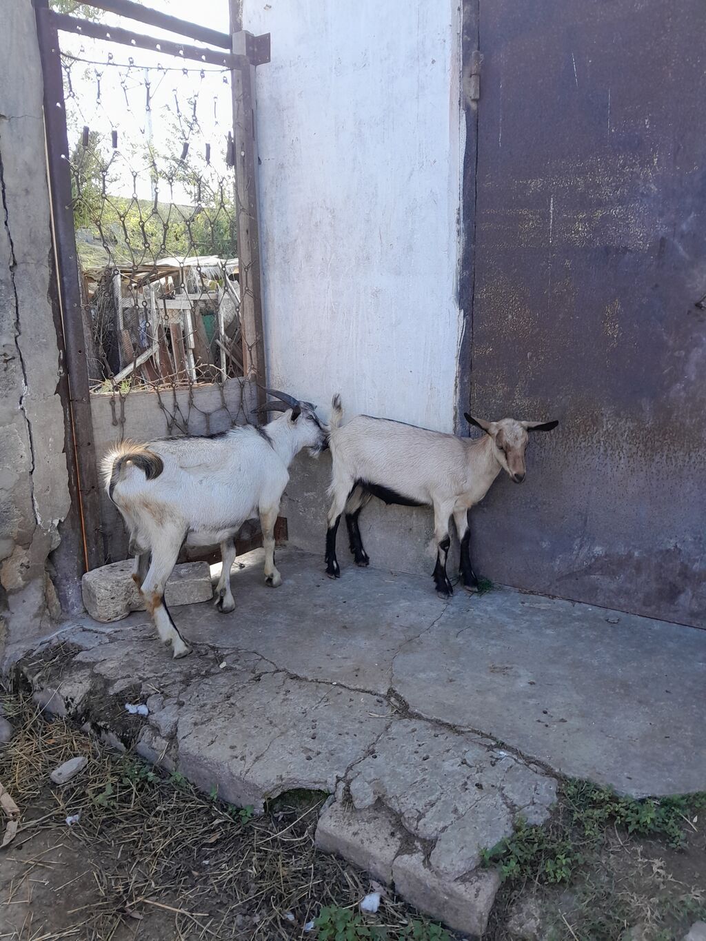 Alpin Saanen mələz keçilər,qiymet her ikisine aiddir. Unvan — Kənd təsərrüfatı heyvanları, Bakı