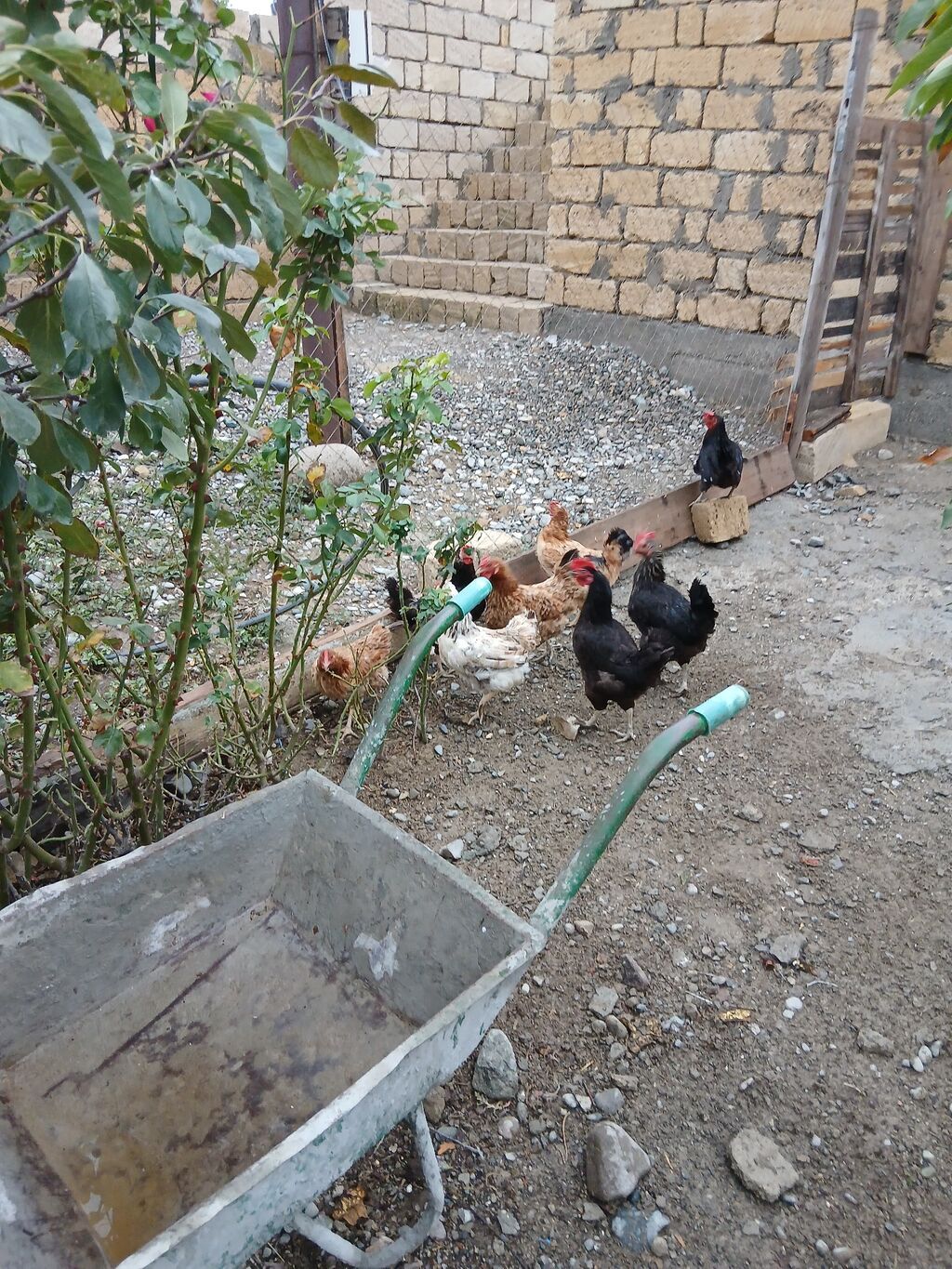 Toyuq, Damazlıq — Toyuq və xoruz, Sumqayıt