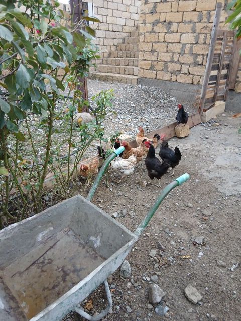Toyuq, Damazlıq — Sumqayıt