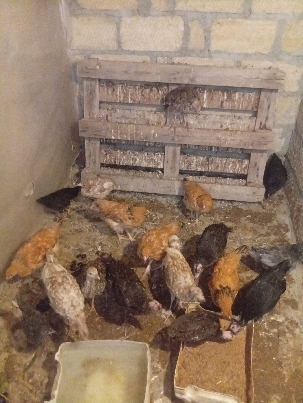 Toyuq cücələri, Ətlik — Toyuq və xoruz, Gəncə