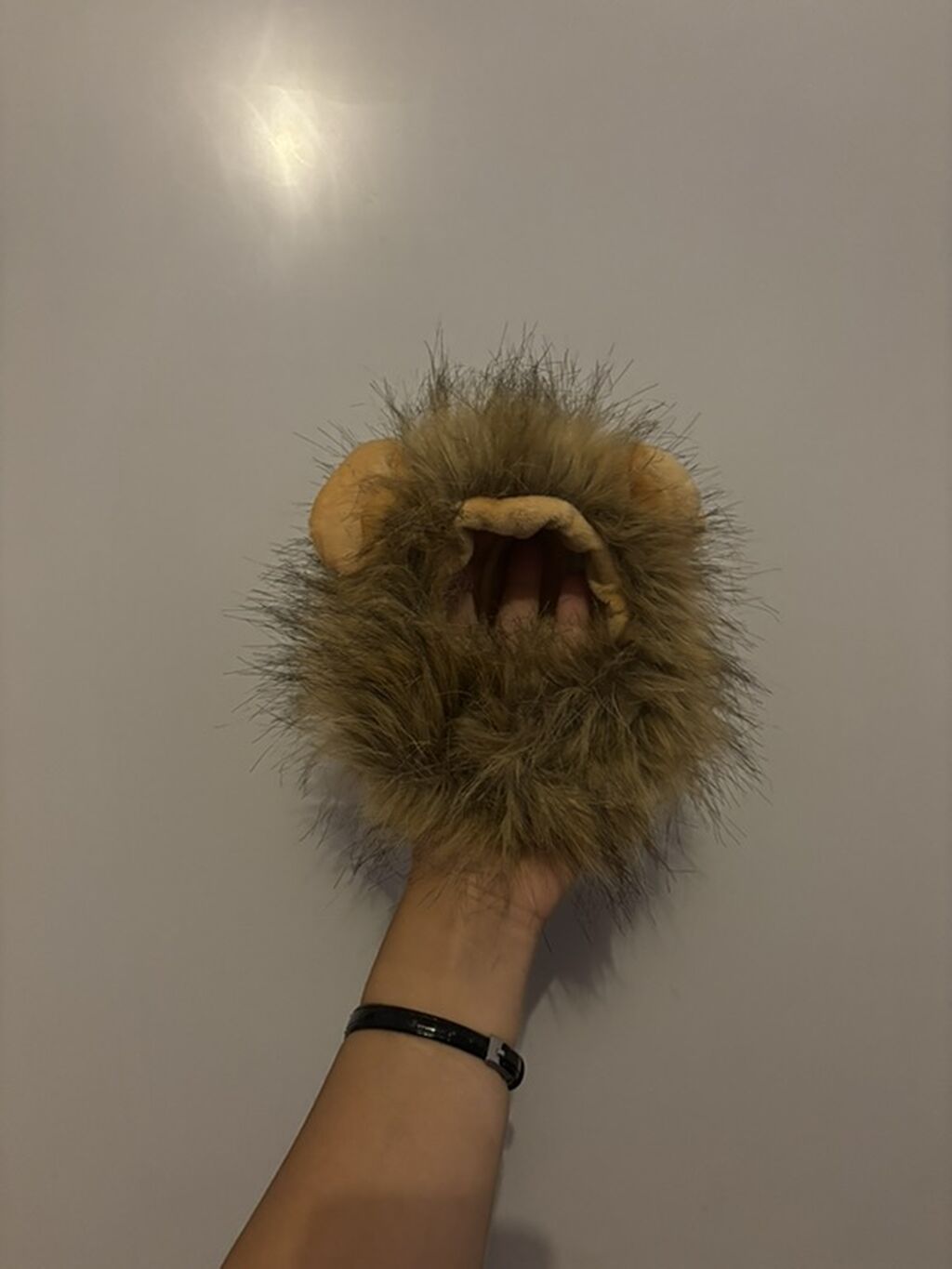 Pekines, Erkək — Köpəklər, Şəmkir (9)