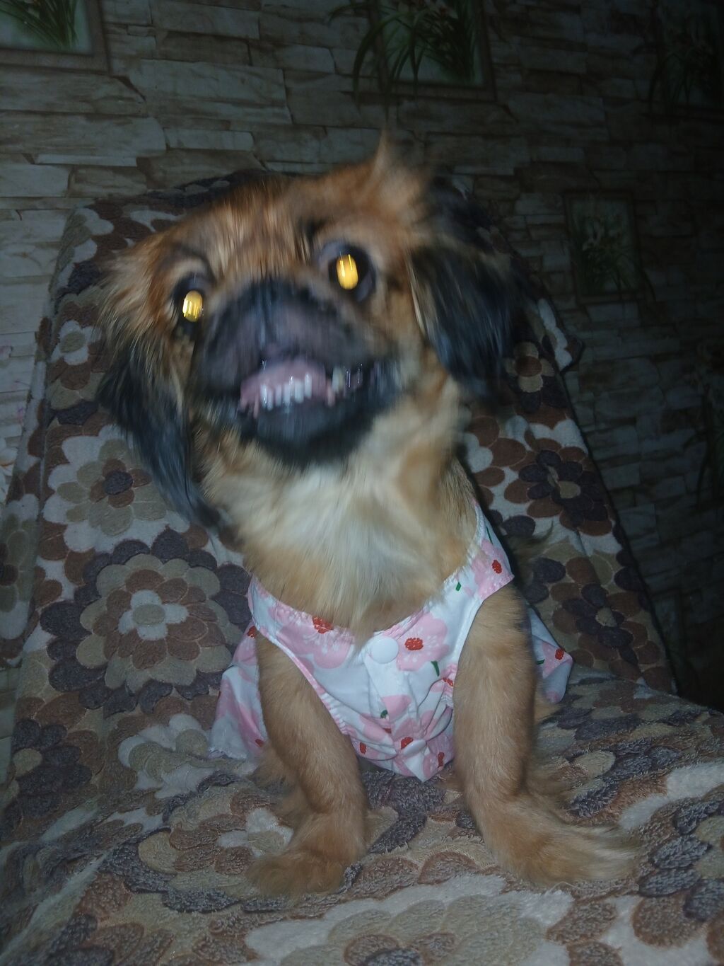 Pekines, 1 il, Dişi, Peyvəndli, Ünvandan götürmə — Köpəklər, Ceyranbatan