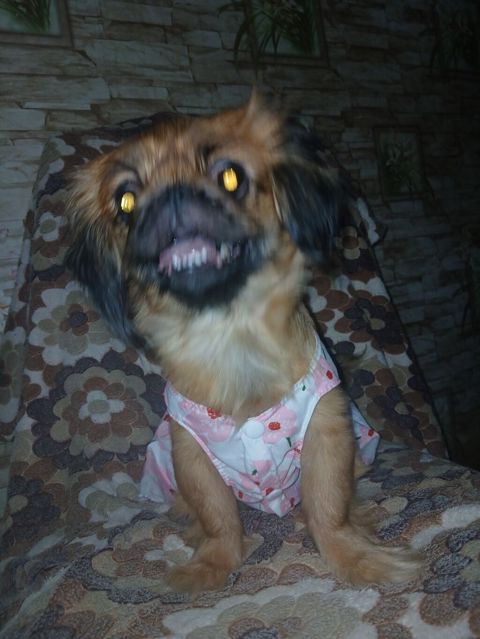 Pekines, 1 il, Dişi, Peyvəndli, Ünvandan götürmə — Ceyranbatan