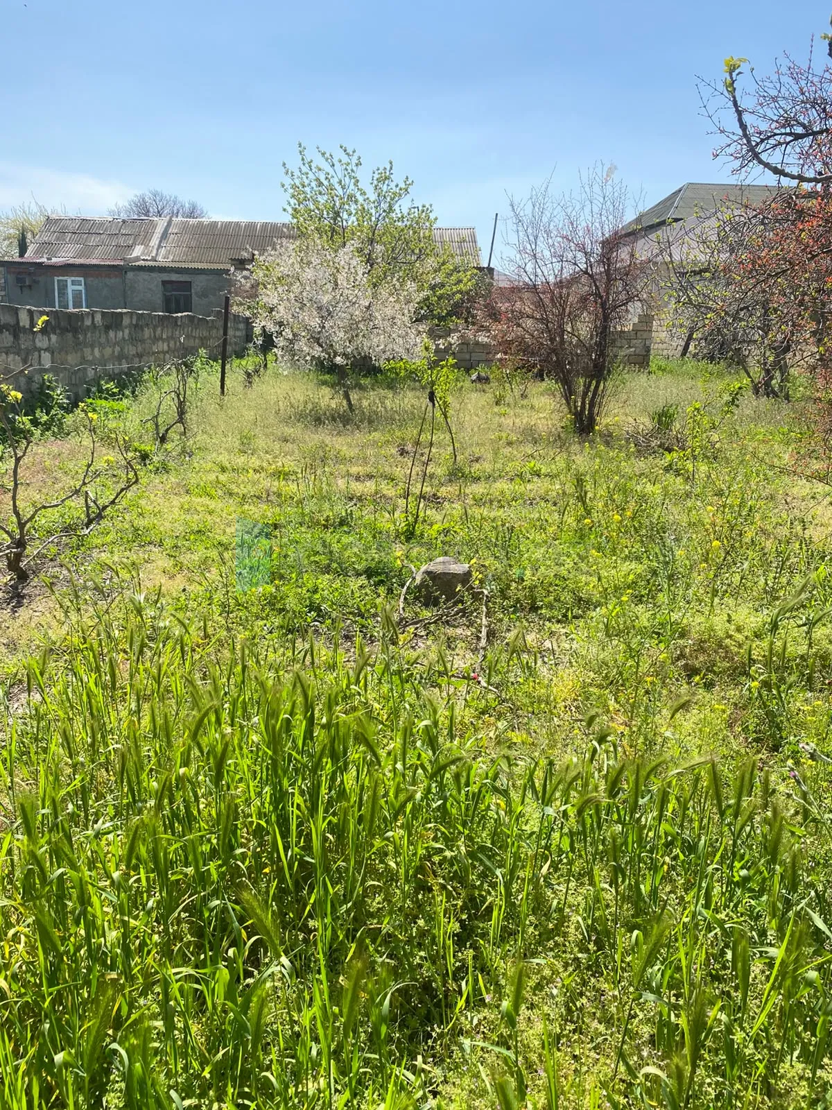 Satılır: Torpaq, Abşeron r., Saray q., 5.00 sot — Torpaq, Saray (3)