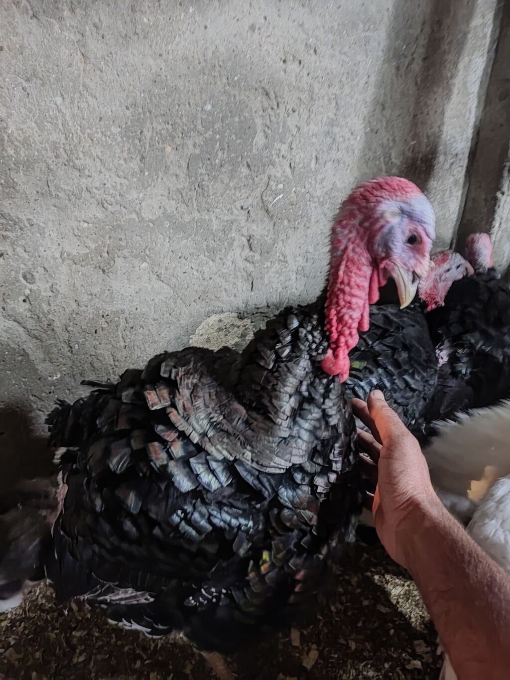 Hinduş satılır amerkan bronz kilosu 15mnat gimetde razlasmak ola — Digərləri, Bakı