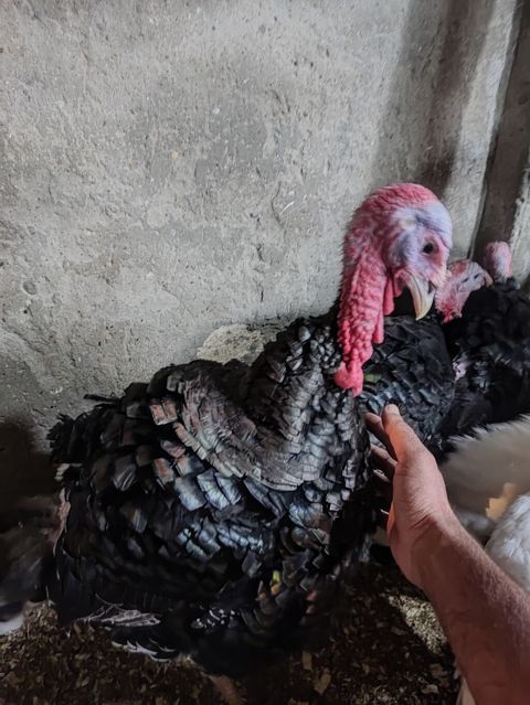 Hinduş satılır amerkan bronz kilosu 15mnat gimetde razlasmak ola — Bakı