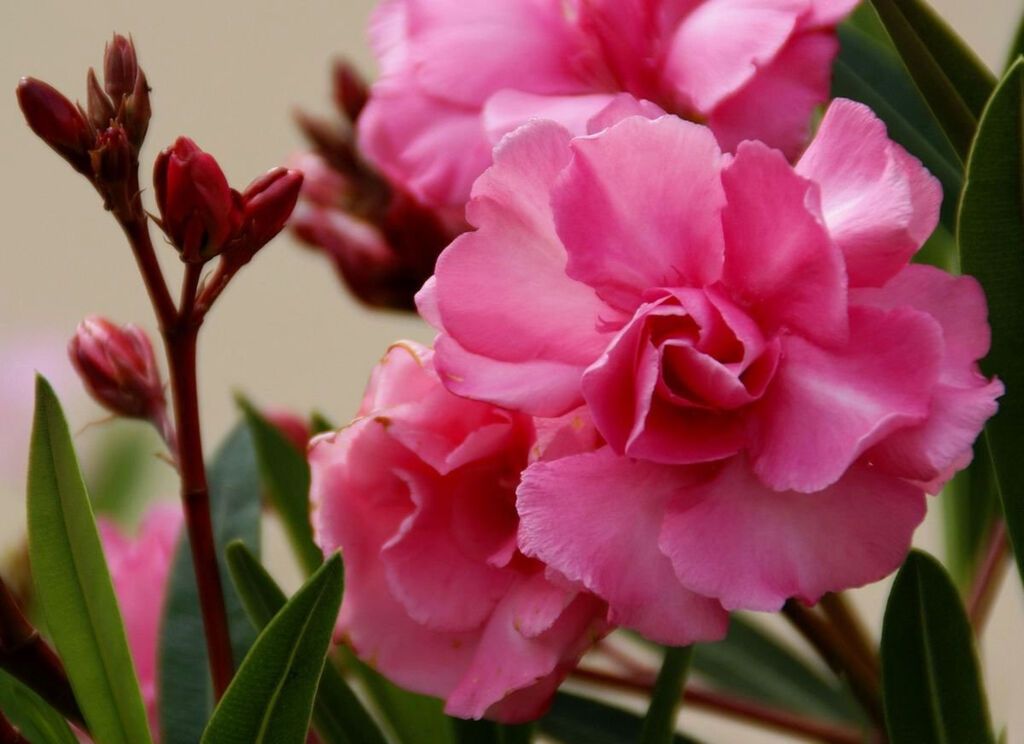 Oleandr dekorativ həmişəyaşıl kollar. Oleandr (Nerium oleander) — Vaazalar, kreslolar, süni çiçəklər, Bakı (5)