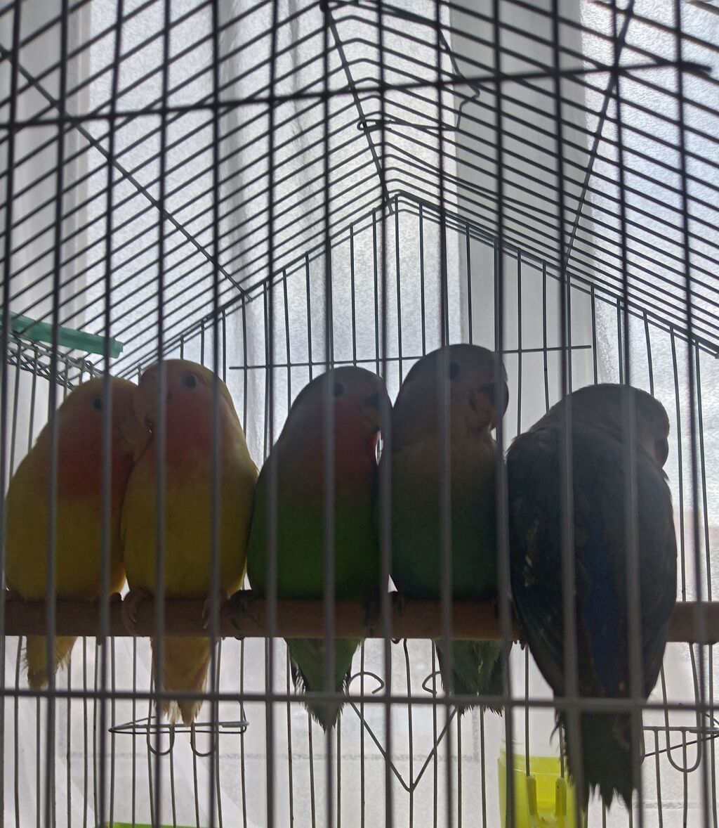 Sevimli “lovebird” (agapornis) papuqayları - Növ: Agapornis — Tutyun papağayı, Sumqayıt (7)