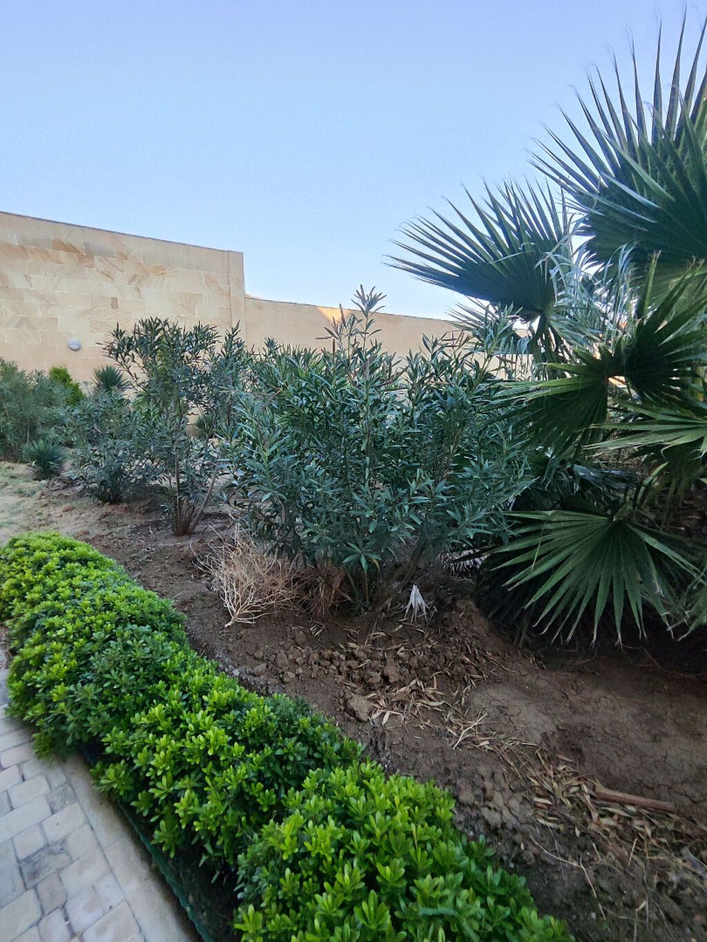 Oleandr dekorativ həmişəyaşıl kollar. Oleandr (Nerium oleander) — Vaazalar, kreslolar, süni çiçəklər, Bakı (7)
