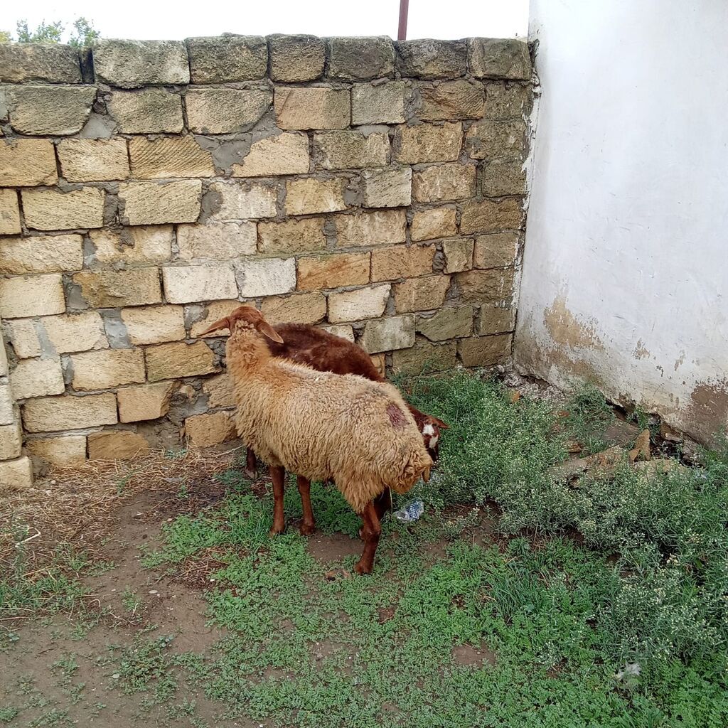 Boğaz qoyunlar cütü 400 manata real alıcıya endirim olacaq 4 qarın — Kənd təsərrüfatı heyvanları, Xırdalan (2)
