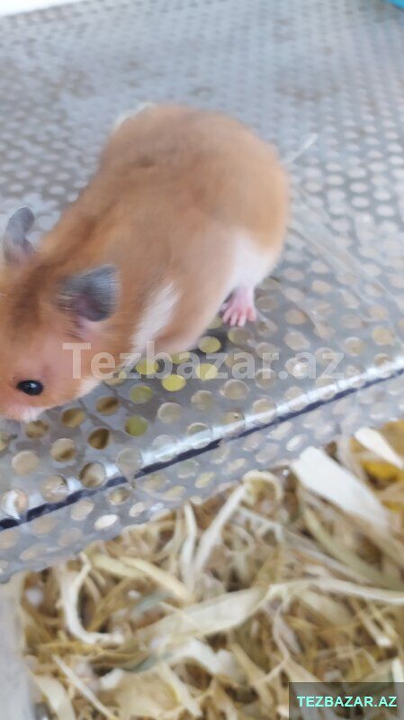 Xamyaklar. Hamster — Digər heyvanlar, Xırdalan (2)