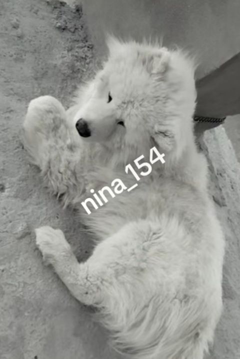 Samoyed — Bakı