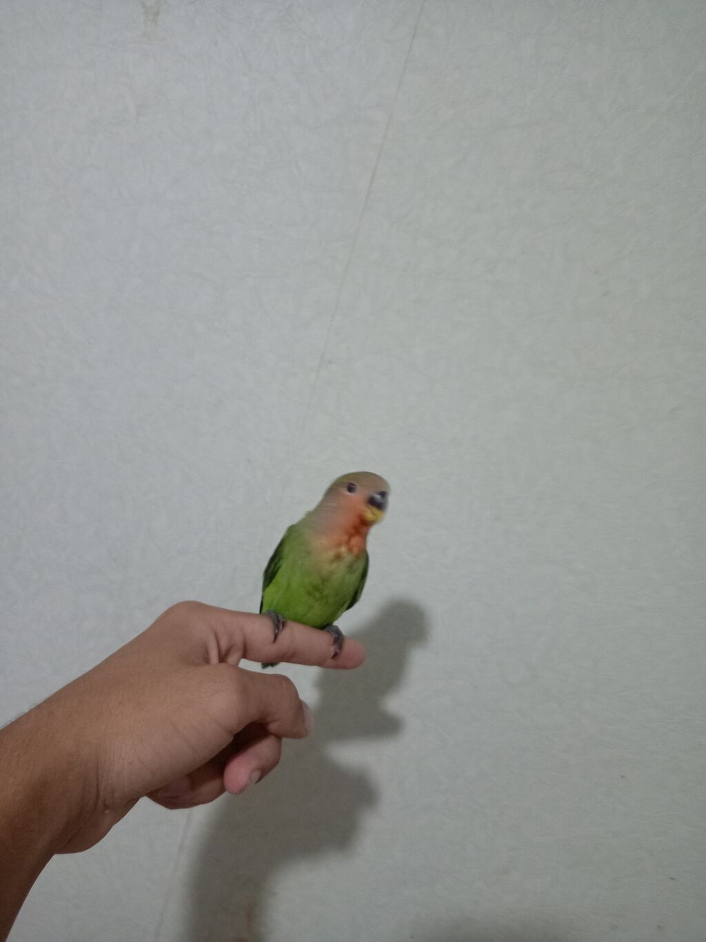 Sevimli “lovebird” (agapornis) papuqayları - Növ: Agapornis — Tutyun papağayı, Sumqayıt (3)
