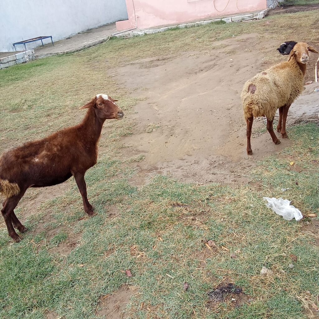 Boğaz qoyunlar cütü 400 manata real alıcıya endirim olacaq 4 qarın — Kənd təsərrüfatı heyvanları, Xırdalan (7)