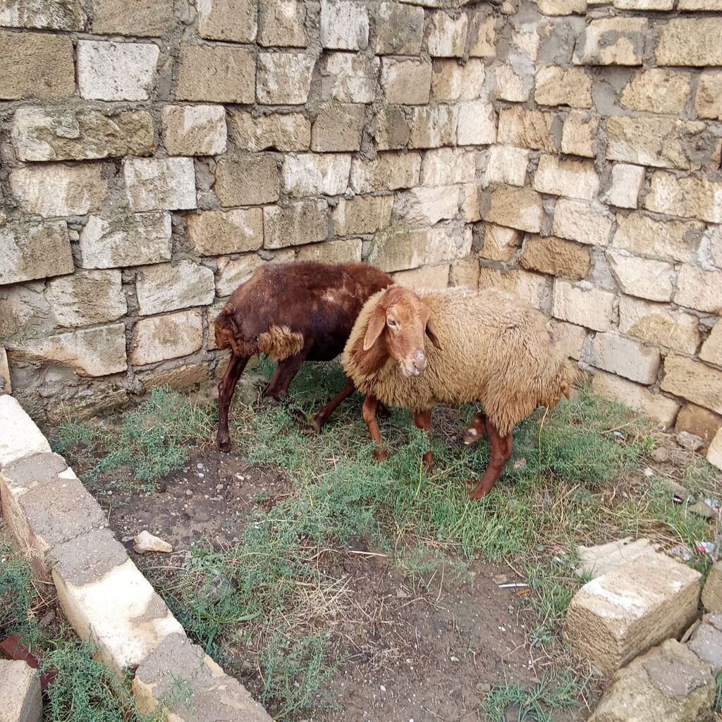 Boğaz qoyunlar cütü 400 manata real alıcıya endirim olacaq 4 qarın — Kənd təsərrüfatı heyvanları, Xırdalan (9)