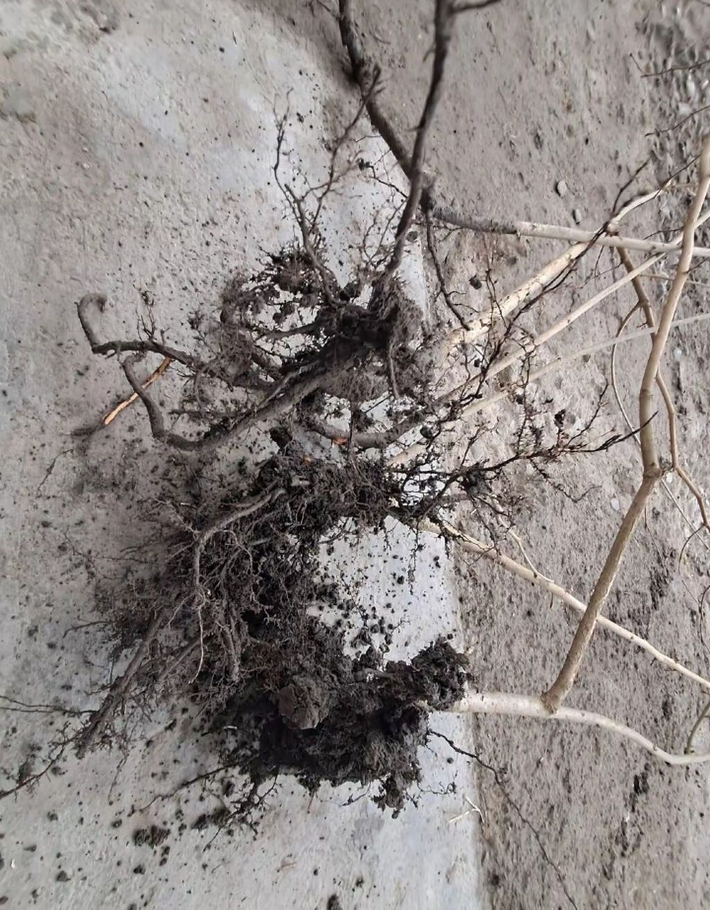Fındıq tingləri – köklü, açıq köklə - Bitki: Fındıq kolu (Corylus — Ağaclar və fidan, Qax (2)