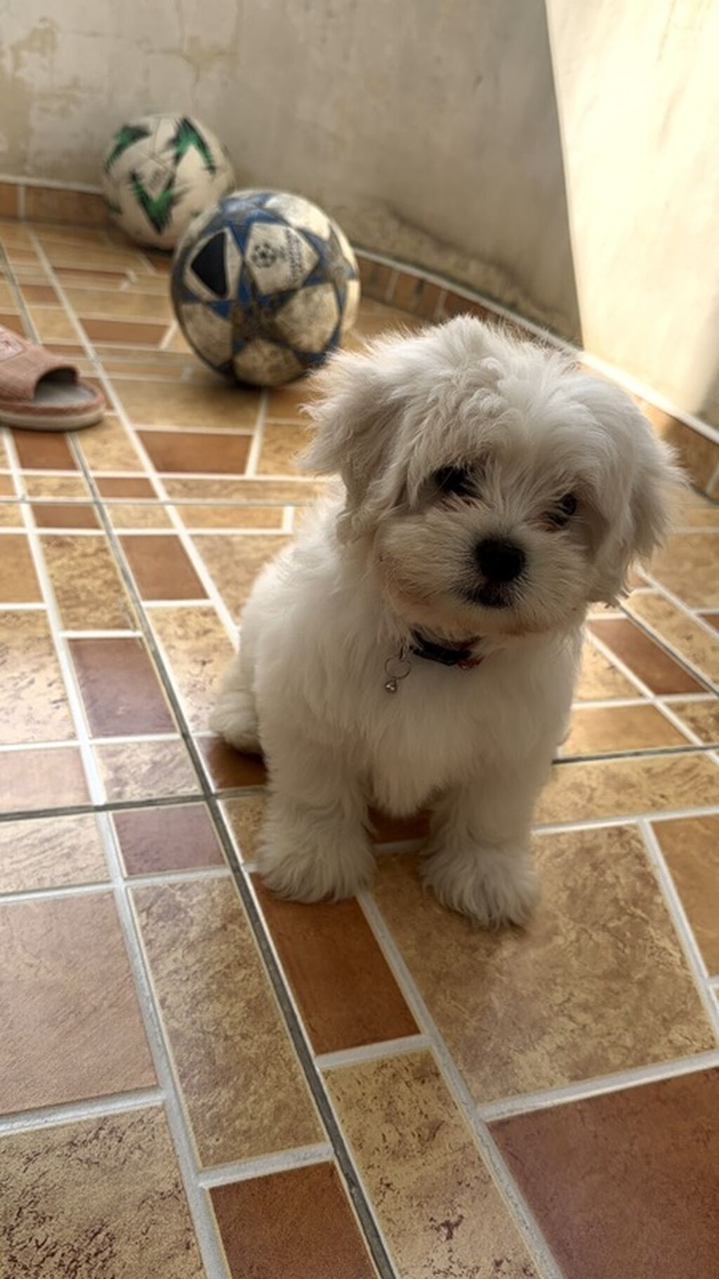 Maltipu (Malti-poo) balası – ağ rəngli, fızıltılı tüklü, kiçik ölçülü — Köpəklər, Zaqatala (3)