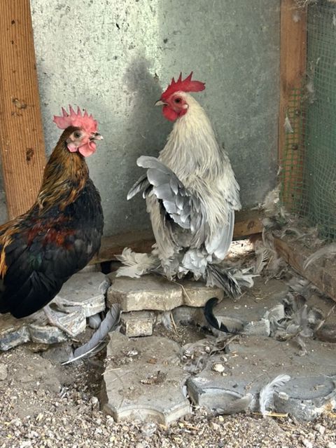 Cüt dekorativ xoruzlar – bantam ölçüdə, nümayiş və damazlıq üçün — Masazır