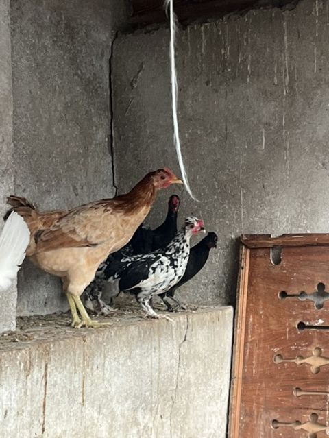 Toyuq cücələri, Ətlik, Ünvandan götürmə, Pulsuz çatdırılma — Digah