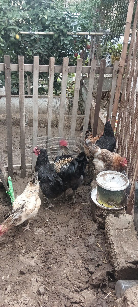 Toyuqlar — Kənd təsərrüfatı heyvanları, Bakı (2)
