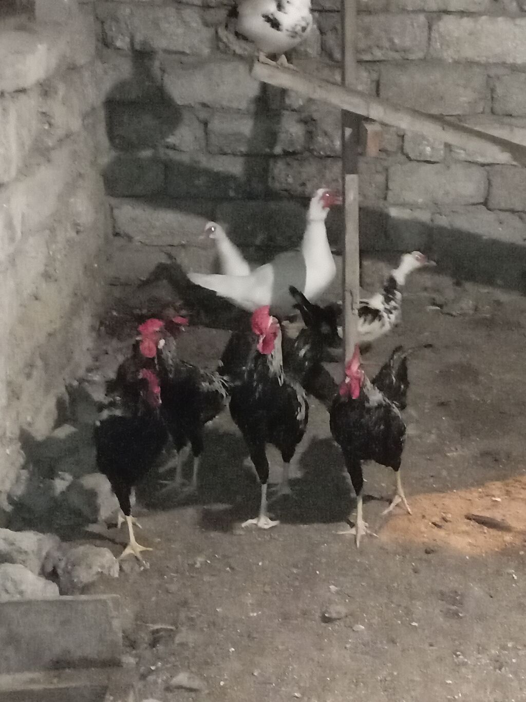 Xoruzları satılır real alıcı narahat etsin və real alıcıya endirim — Digərləri, Bakı (3)