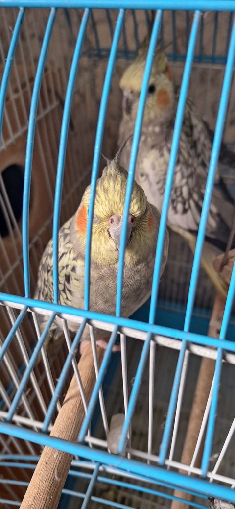 Nymph paraketləri (Cockatiel) – dişi/erkək cüt - Rəng: sarı-boz — Bakı